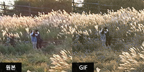 GIF 포맷이 원본의 색상을 다 담아내지 못하고 있습니다.